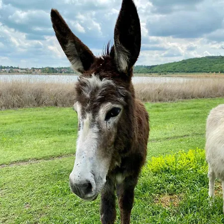 Kekmadaras Vendeghaz Pensjonat