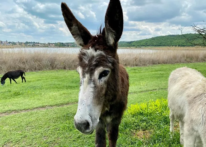 Kekmadaras Vendeghaz Pensjonat